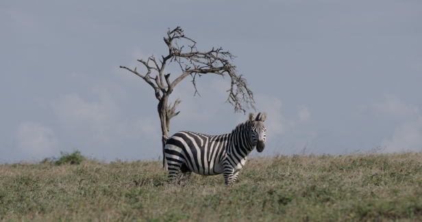 Zebra i drzewo na tle łąki.